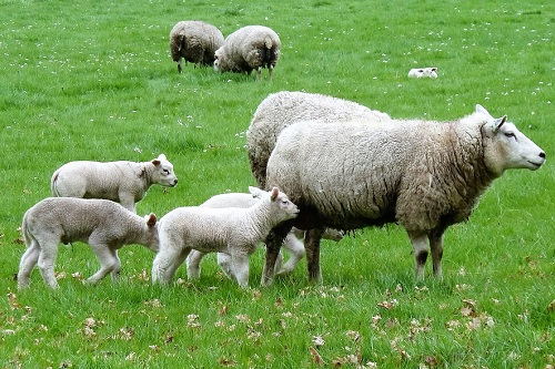 1967年属羊的人21年运程67年出生55岁属羊21年运势 起名网