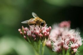 属兔2022年有烂桃花纠缠，如何化解烂桃花